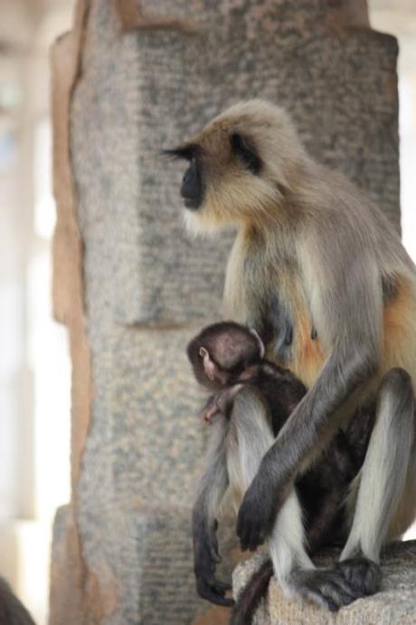 Taken in November of 2013 at Hampi.