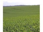 Grammar: Useful Rhyme