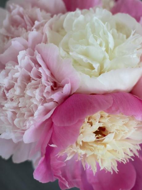 Peonies