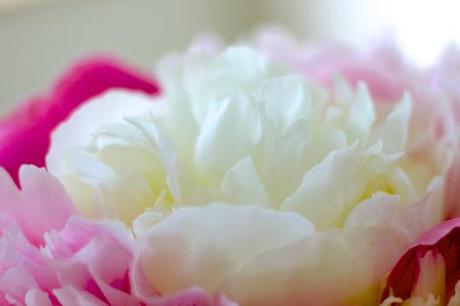 Peony Duchess De Nemours