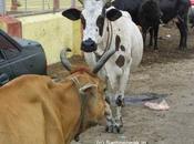 Cruelty Cattle .... Gruesome Canulate Cows