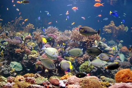 Introducing First Pets