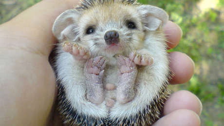 Introducing First Pets Introducing First Pets