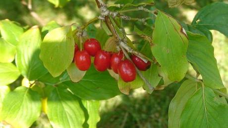 Fruits of cornelian cherry (Cornus mas)