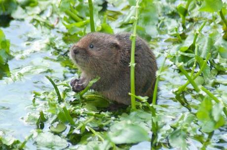 In which I search for otters and water shrews, and find something even rarer