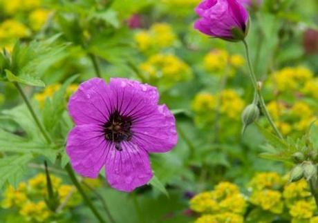 Geranium psilostemon