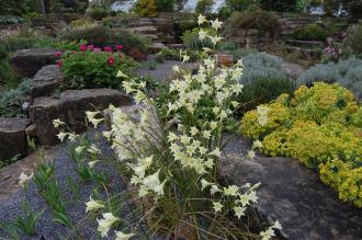 Gladiolus tristis var concolor (19/04/2014, Kew Gardens, London)