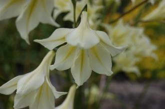 Gladiolus tristis var concolor Flower (19/04/2014, Kew Gardens, London)