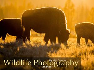 Dreamscapes, mini-guide, wildlife photography, Ian Plant, ebook