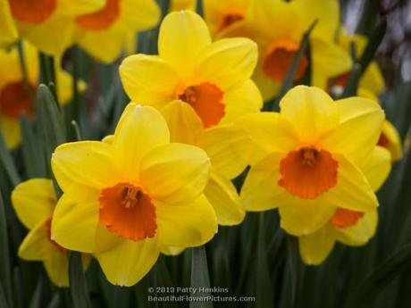 Monal Daffodils © 2013 Patty Hankins
