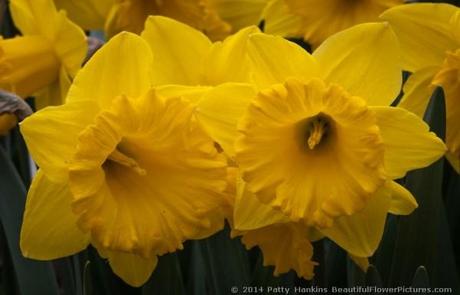 Marieke Daffodils © 2014 Patty Hankins