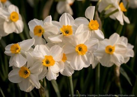 Geranium Tazetta Daffodil ©2014 Patty Hankins