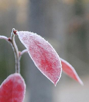 blueberry leaves