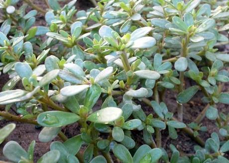 Purslane (Portulaca oleracea)