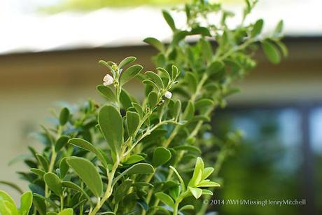 Lingonberry 'Koralle'