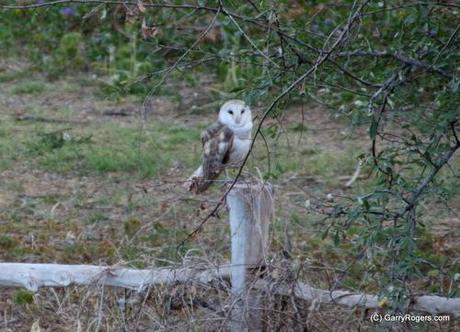 Barn Owl at Coldwater Farm