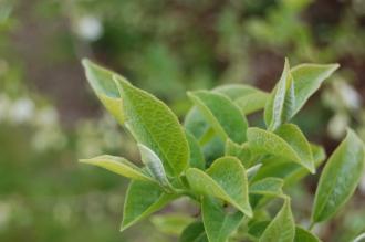 Halesia tetraptera Leaf (19/04/2014, Kew Gardens, London)