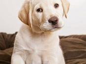 Taking Care Puppies Online Shopping!