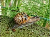 Some Garden Wildlife