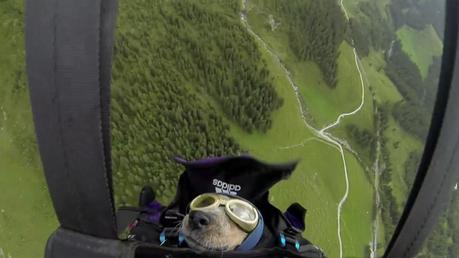 dog flying in parachute base pack