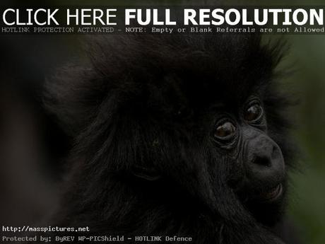 Virunga Gorillas