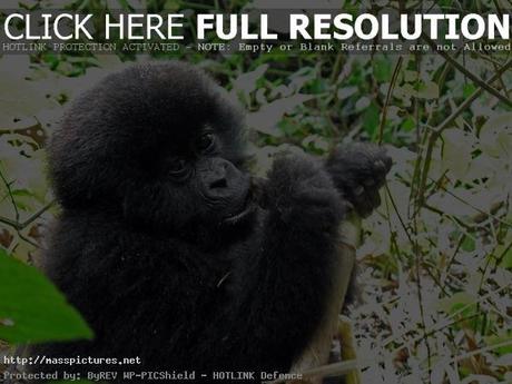 Virunga Gorillas