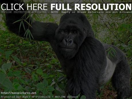 Virunga Gorillas