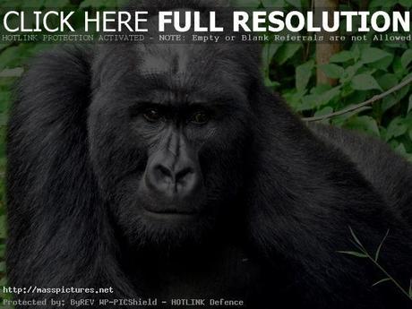 Virunga Gorillas