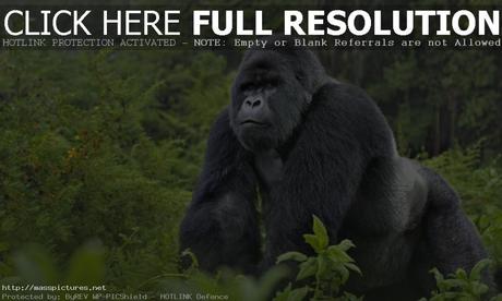 Virunga Gorillas