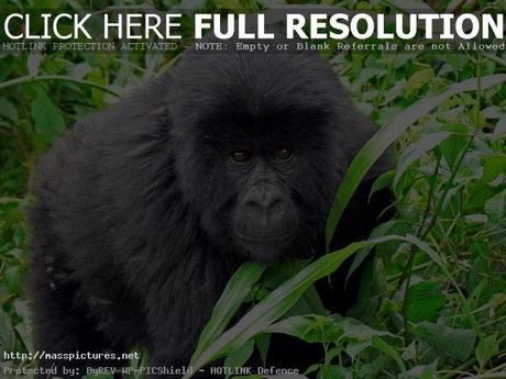 Virunga Gorillas