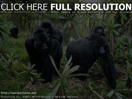 Virunga Gorillas