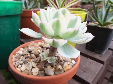 Echeveria 'Compton Carousel'