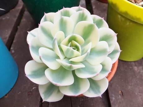 Echeveria 'Compton Carousel'