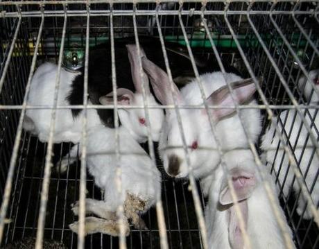 Appalling conditions in Spain’s rabbit farms exposed by animal rights charity