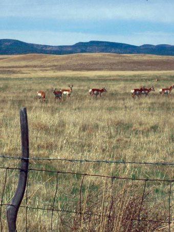 Help save the grasslands – Prescott, Arizona