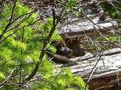 California Gives Protections Lone Wolf Pups Animal Legal Defense Fund