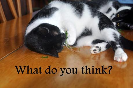 This is Your Kitteh on Catnip
