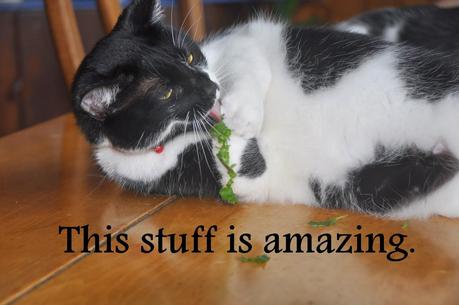 This is Your Kitteh on Catnip