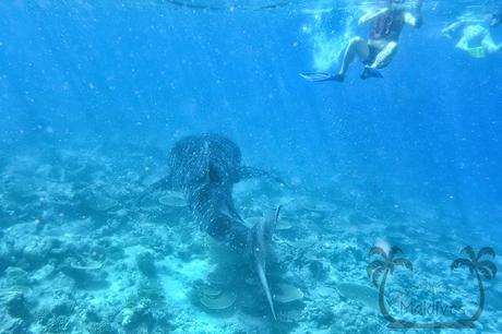 Whale Shark in Maldives