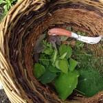 Kitchen Garden Herbs