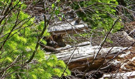 Two of wolf OR7’s pups peak out from a log on the Rogue River-Siskiyou National Forest, June 2, 2014. Photo courtesy of U.S. Fish and Wildlife Service.
