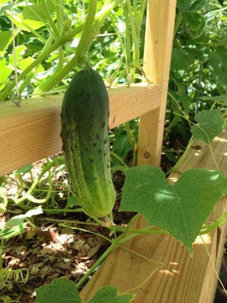 'Arkansas Little Leaf' pickling cucumber