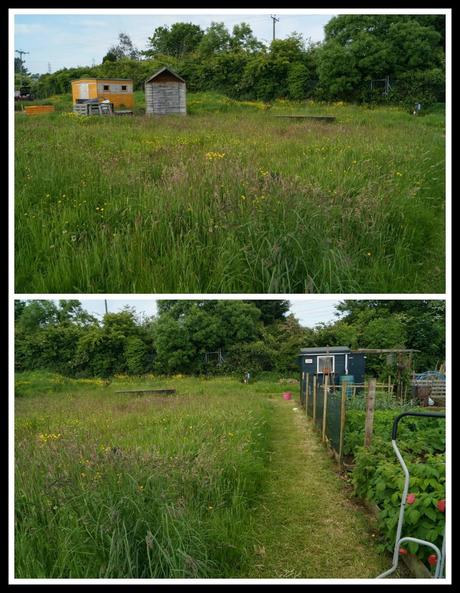 Transformation of the 24a path - 'growourown.blogspot.com' ~ an allotment blog