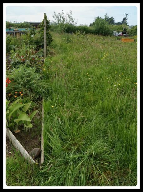 The 14b path arrgghhh - 'growourown.blogspot.com' ~ an allotment blog