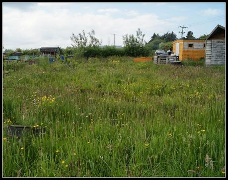 Arrrghh - 'growourown.blogspot.com' ~ an allotment blog