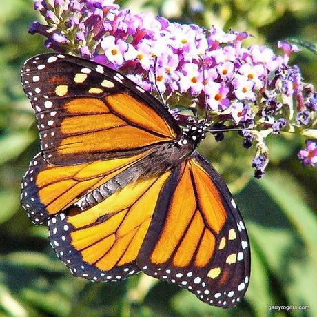 Habitat loss in U.S. blamed for decline of monarch butterflies