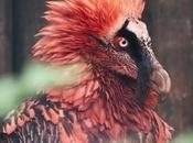 Awesome Animals That Could Extinct Lifetime