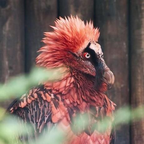 25 Awesome Animals That Could Go Extinct In Our Lifetime