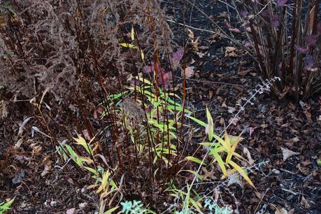 Good riddance Northern Sea Oats