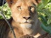 Open Letter About Sport Trophy Hunting